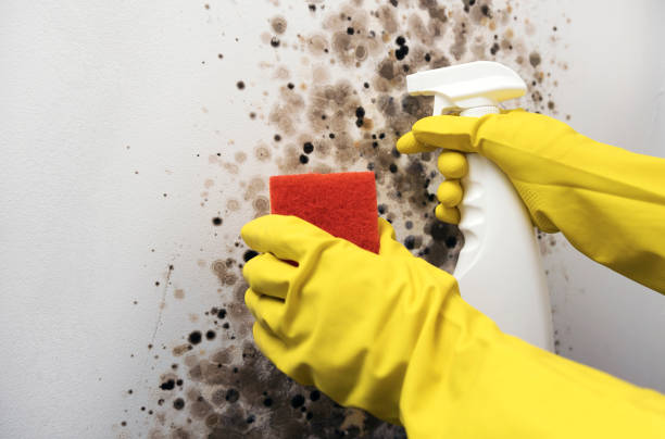 Best Crawl Space Mold Removal  in Georgetown, OH
