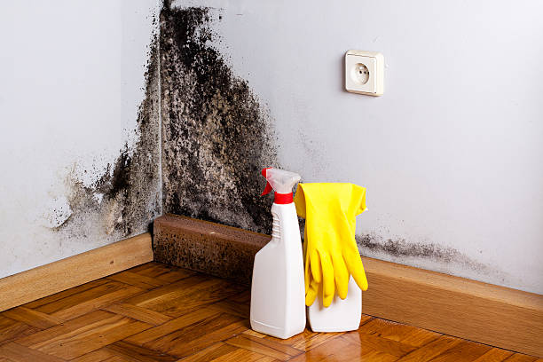 Best Local Mold Removal Service  in Georgetown, OH