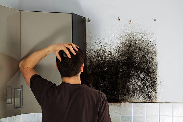 Best Mold Removal Company Near Me  in Georgetown, OH