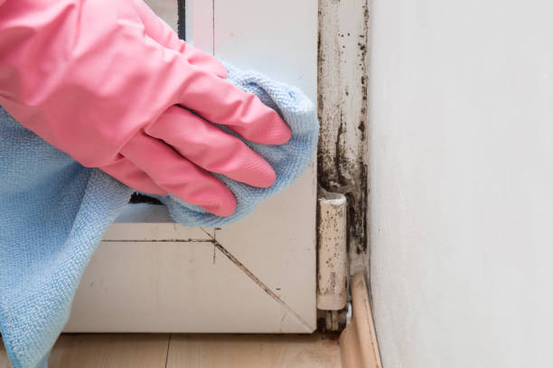 Best Mold Damage Repair  in Georgetown, OH