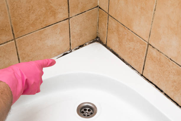 Crawl Space Mold Removal in Georgetown, OH
